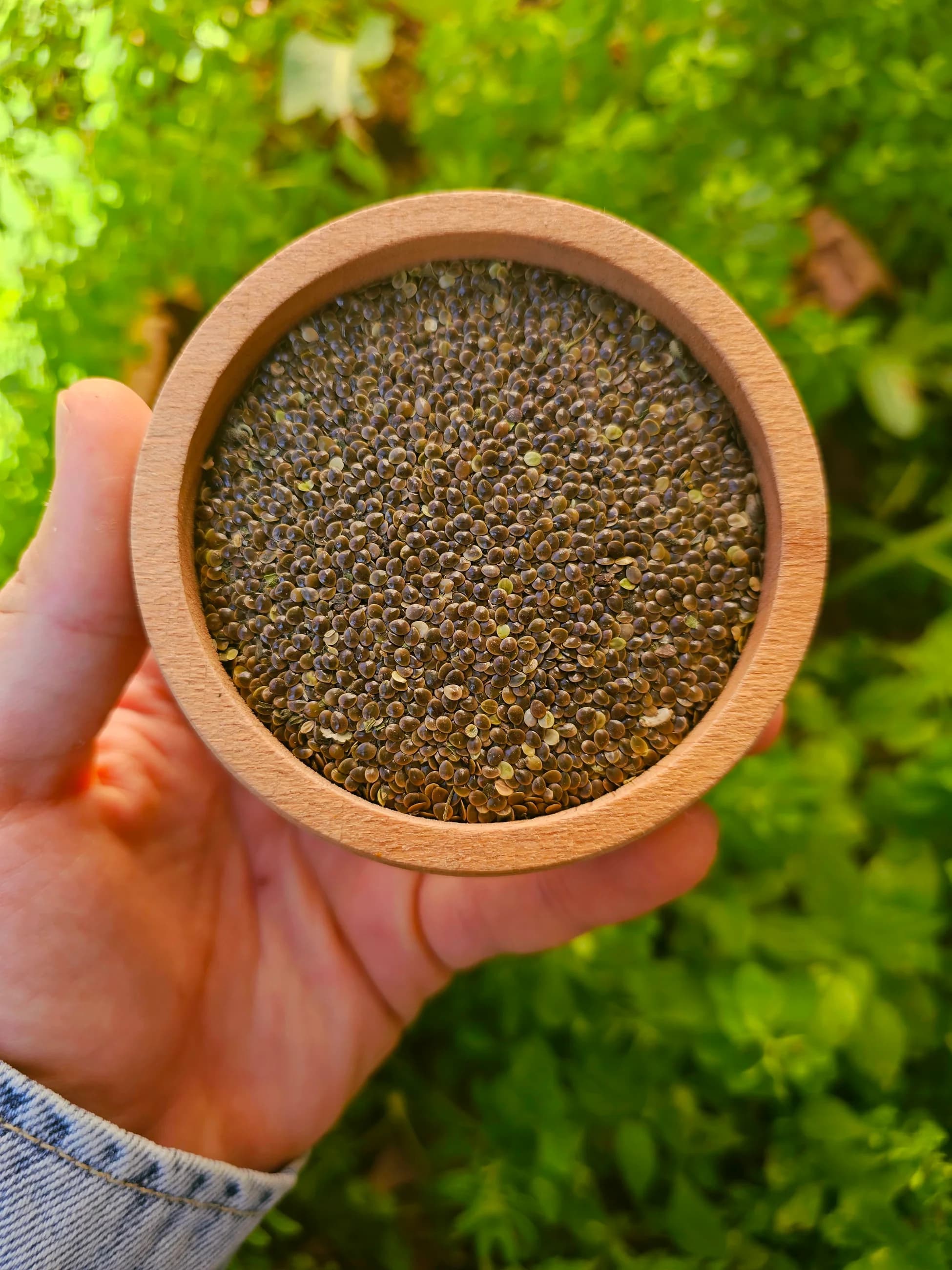 Yayla Isırgan Tohumu