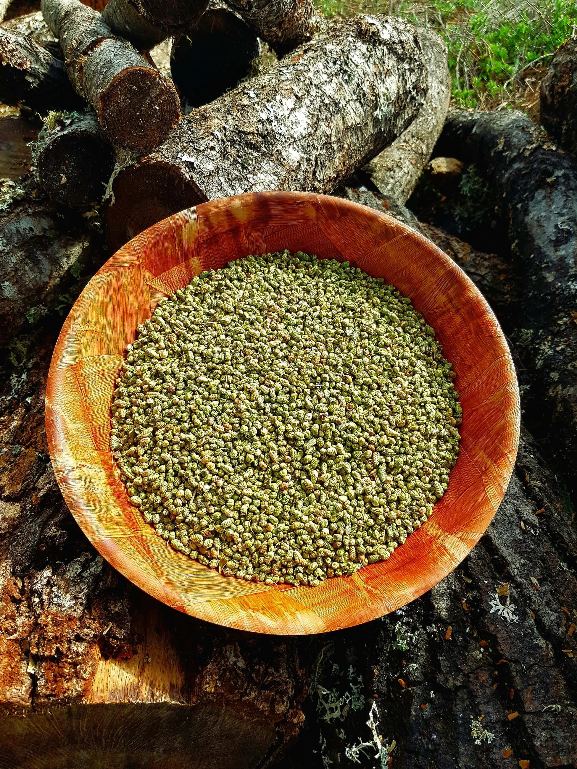 Yayla Bilye Kekik