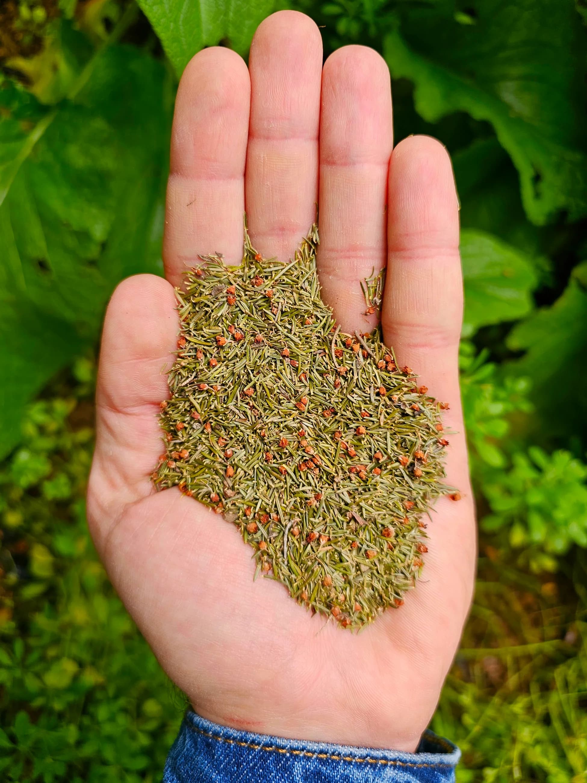 Funda Yaprağı (Yayla El Hasadı)