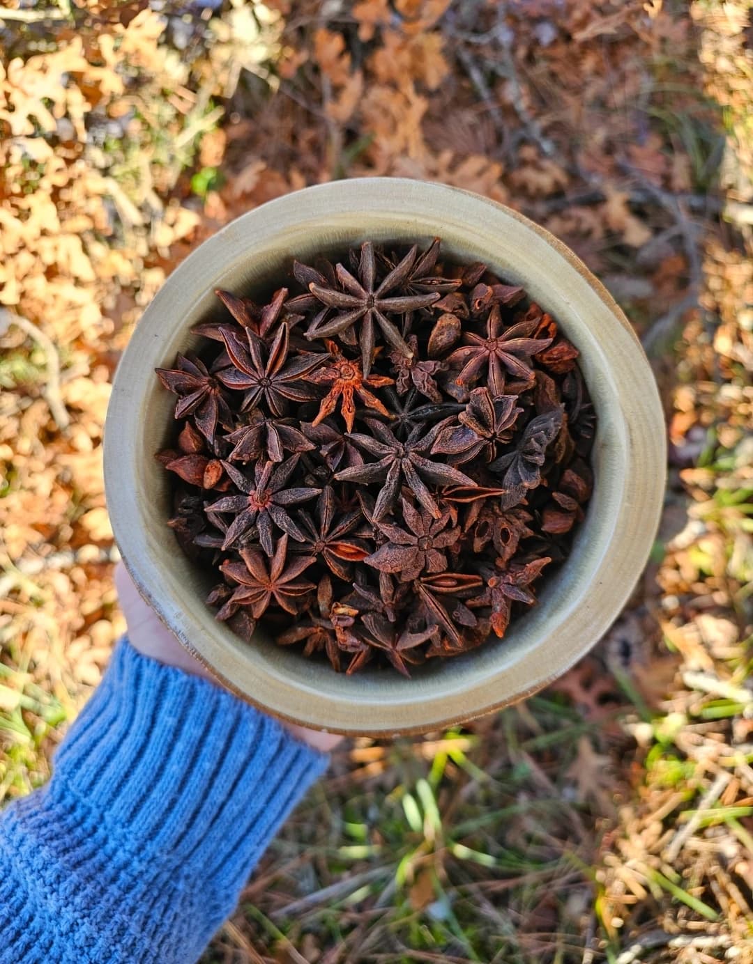 Gurme Yıldız Anason