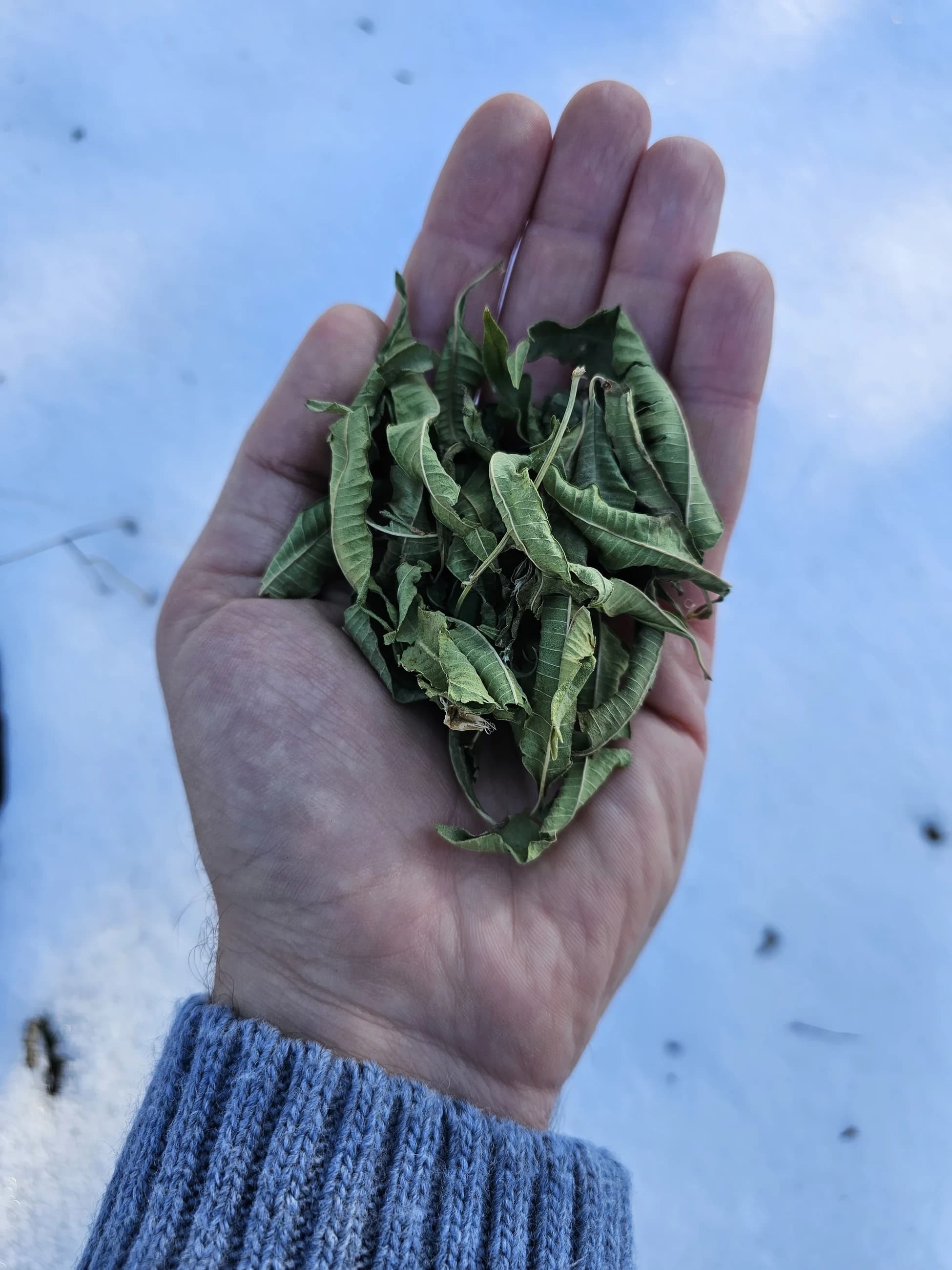 El Seçmesi Limon Melisa