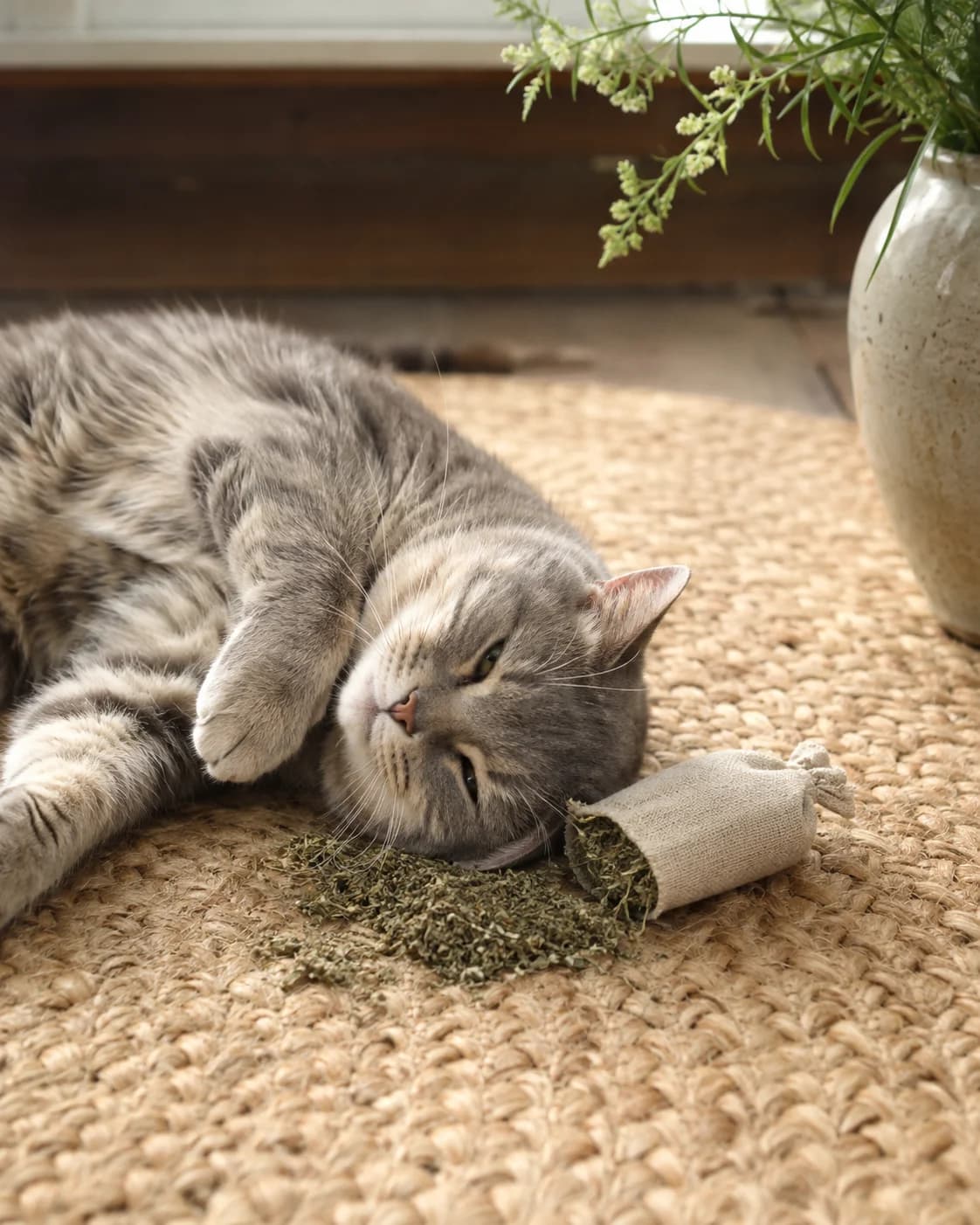 Kedi Nanesi (Nepeta cataria L.)