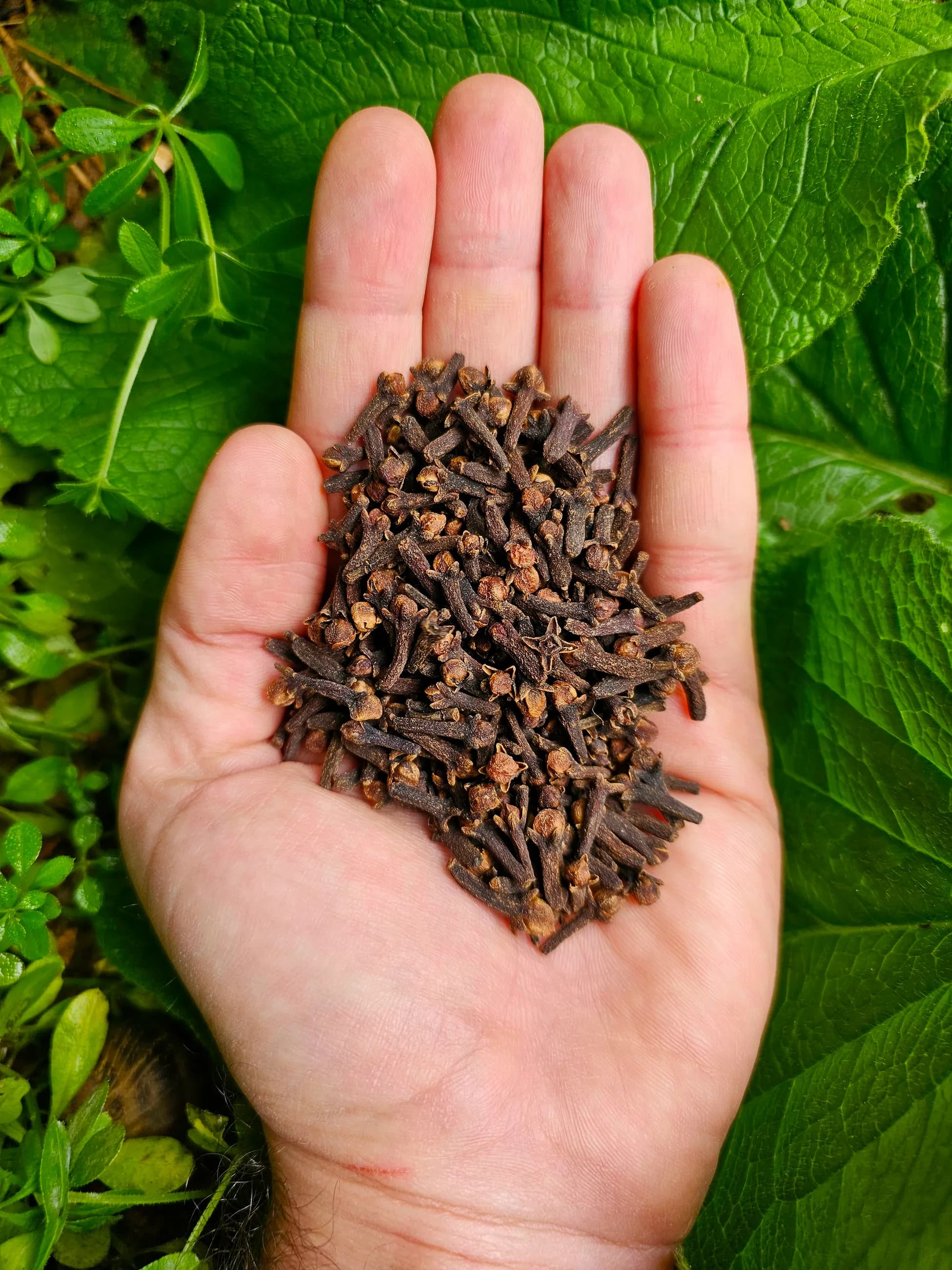 Penang Orijin Karanfil