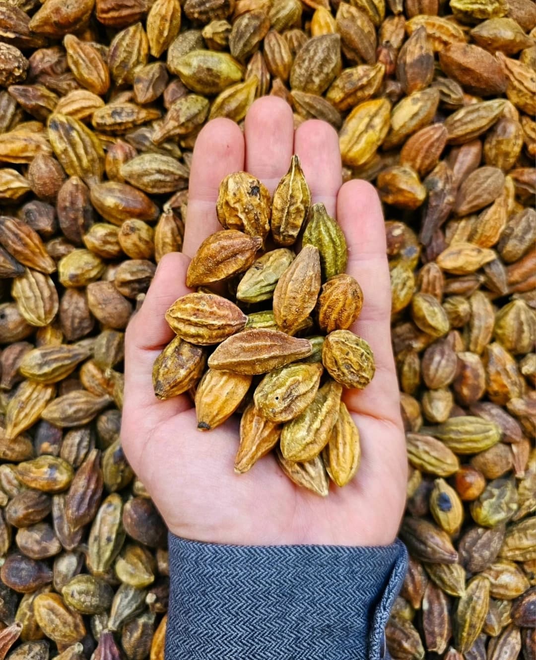 KRAL VE KARDEŞİ (Kara ve Sarı Halile)