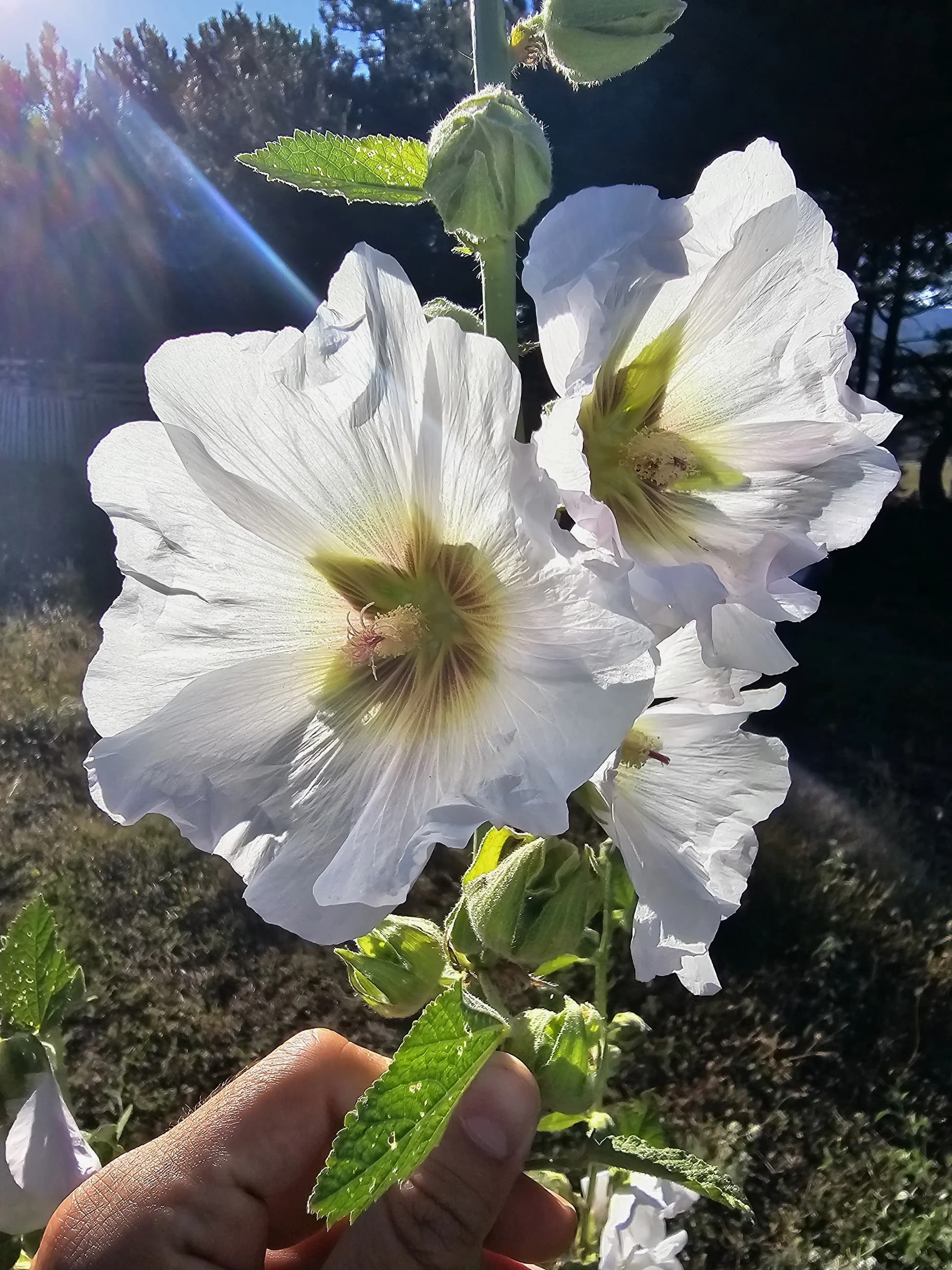 Yayla Hatmi Çiçeği