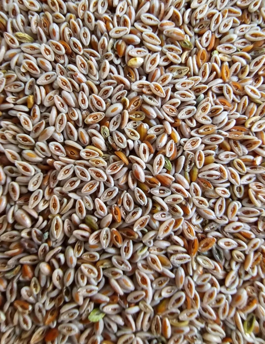 Yerli Karnıyarık Tohumu