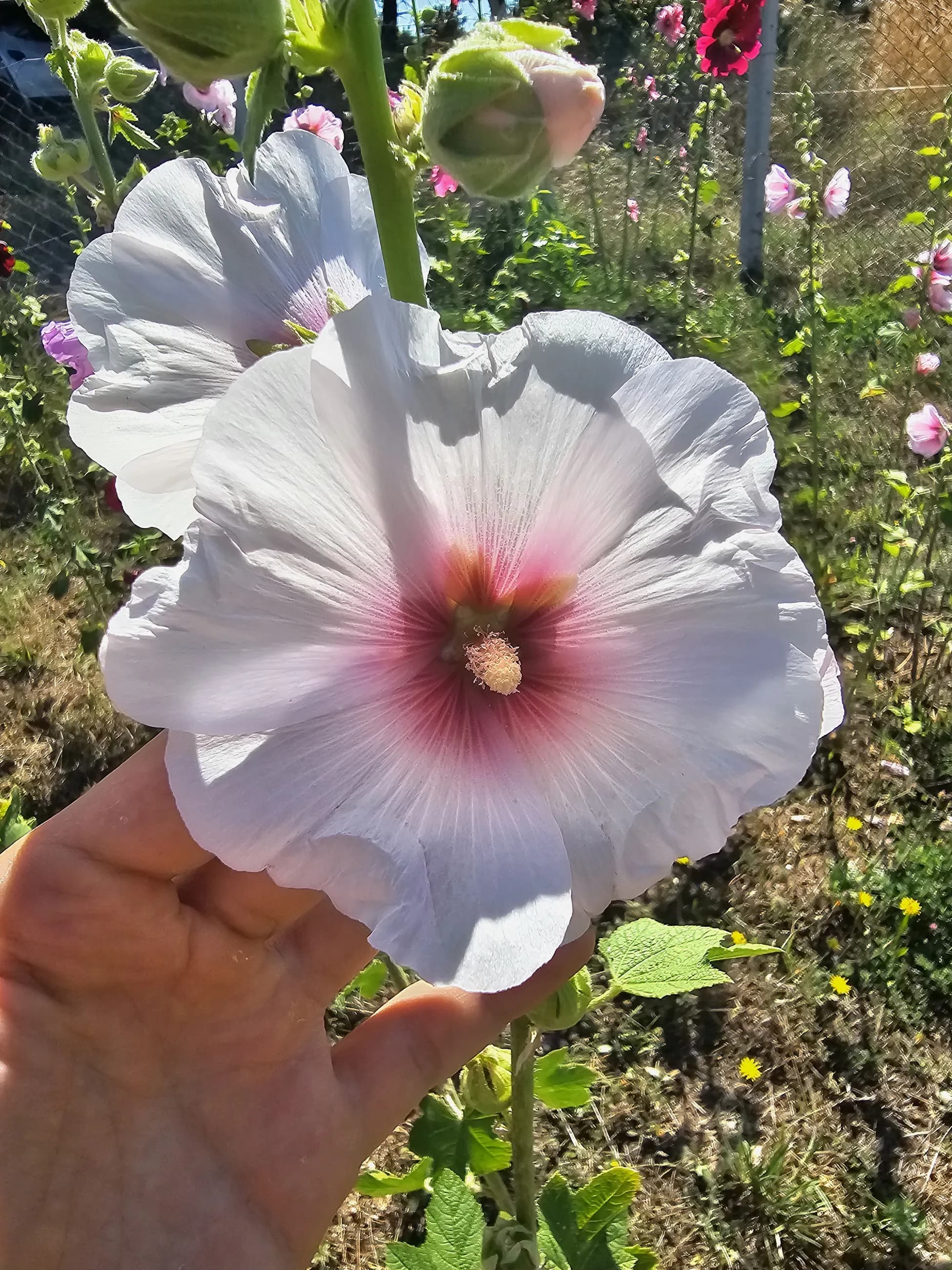 Yayla Hatmi Çiçeği