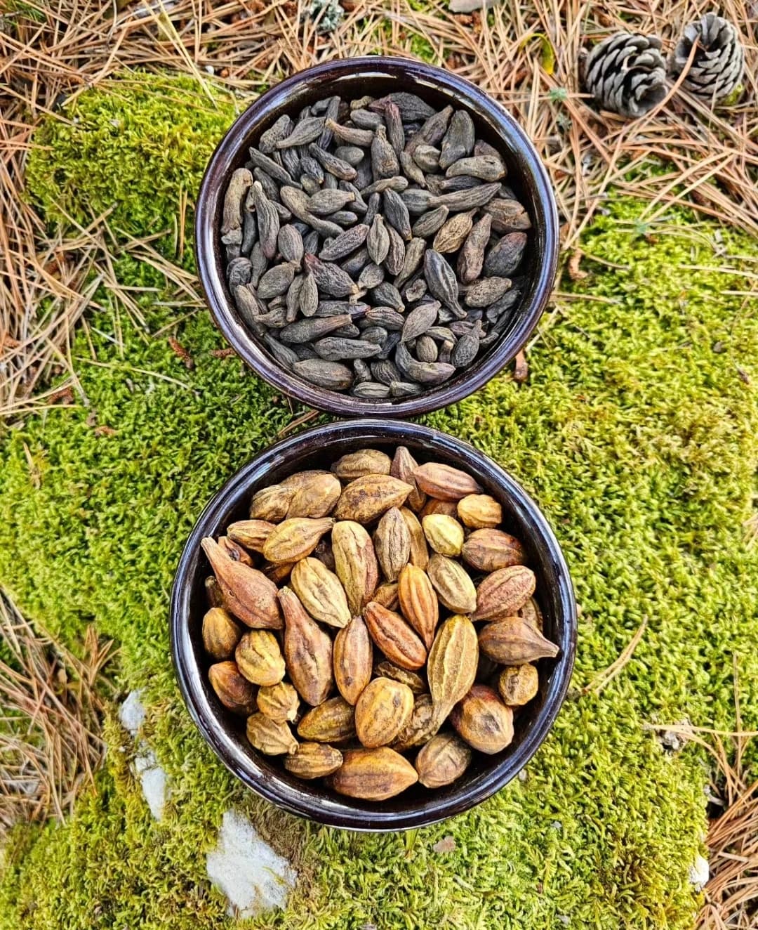 KRAL VE KARDEŞİ (Kara ve Sarı Halile)