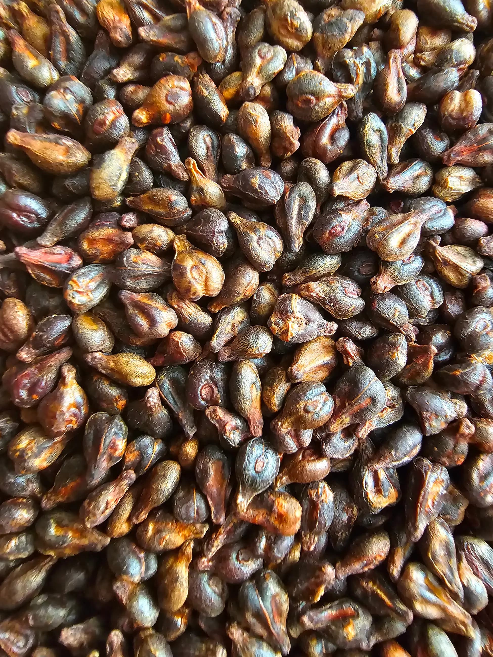 Siyah Üzüm Çekirdeği (Şiraz Cinsi)
