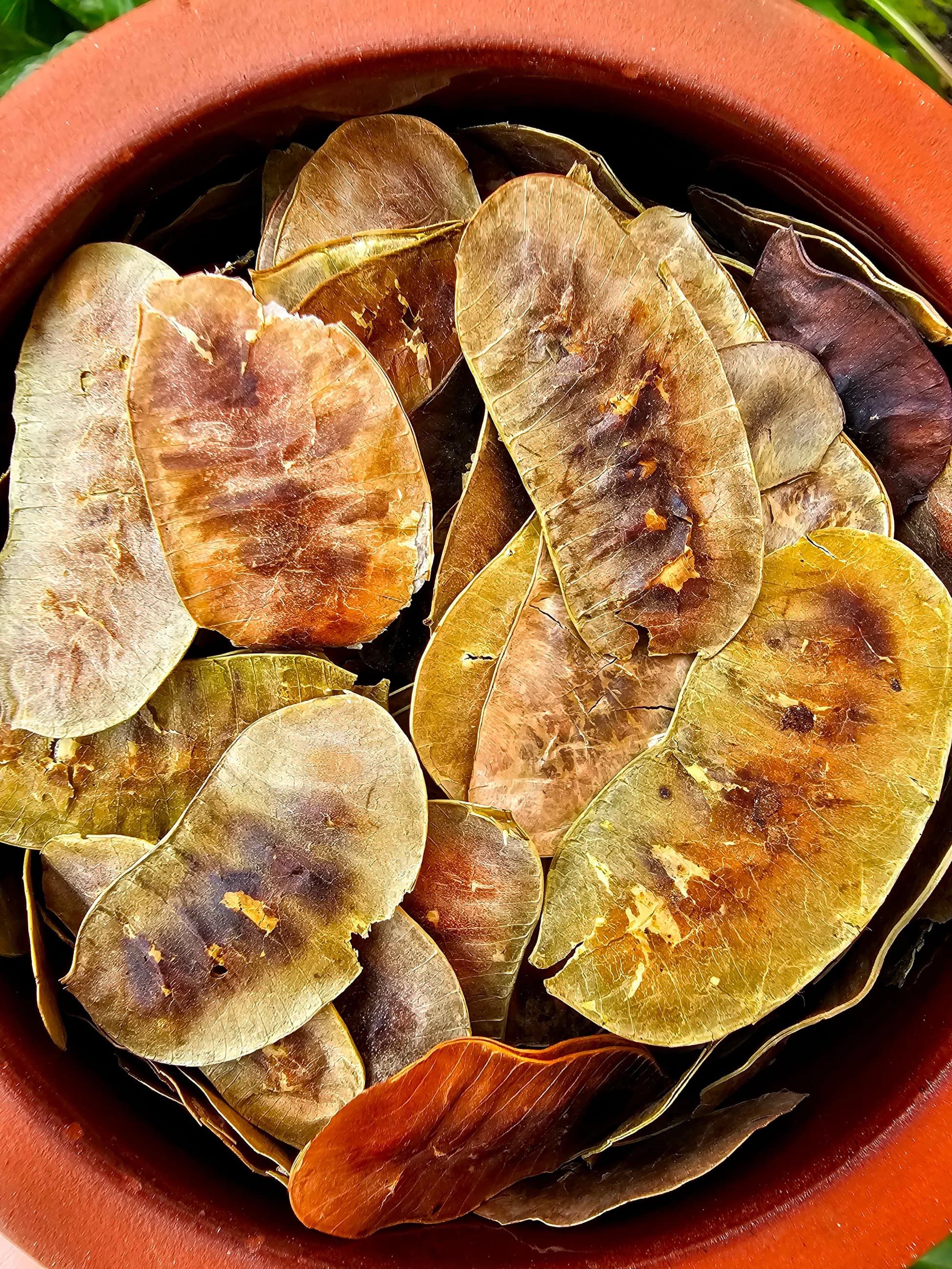 Açlık Otu (Yabani Sinameki)