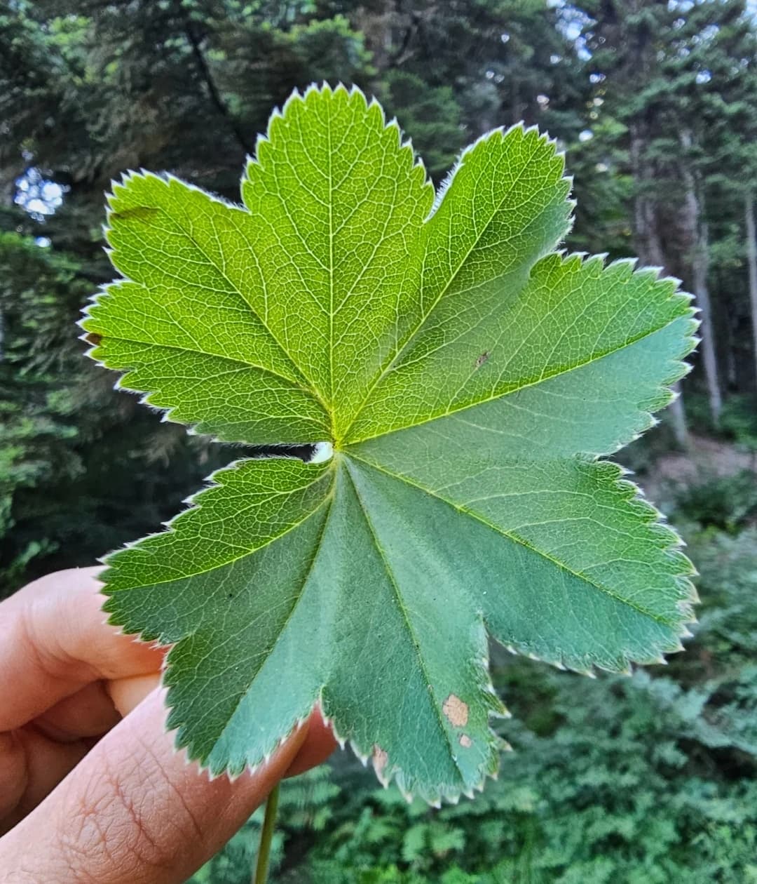 Yayla Testere Dişli Aslan Pençesi