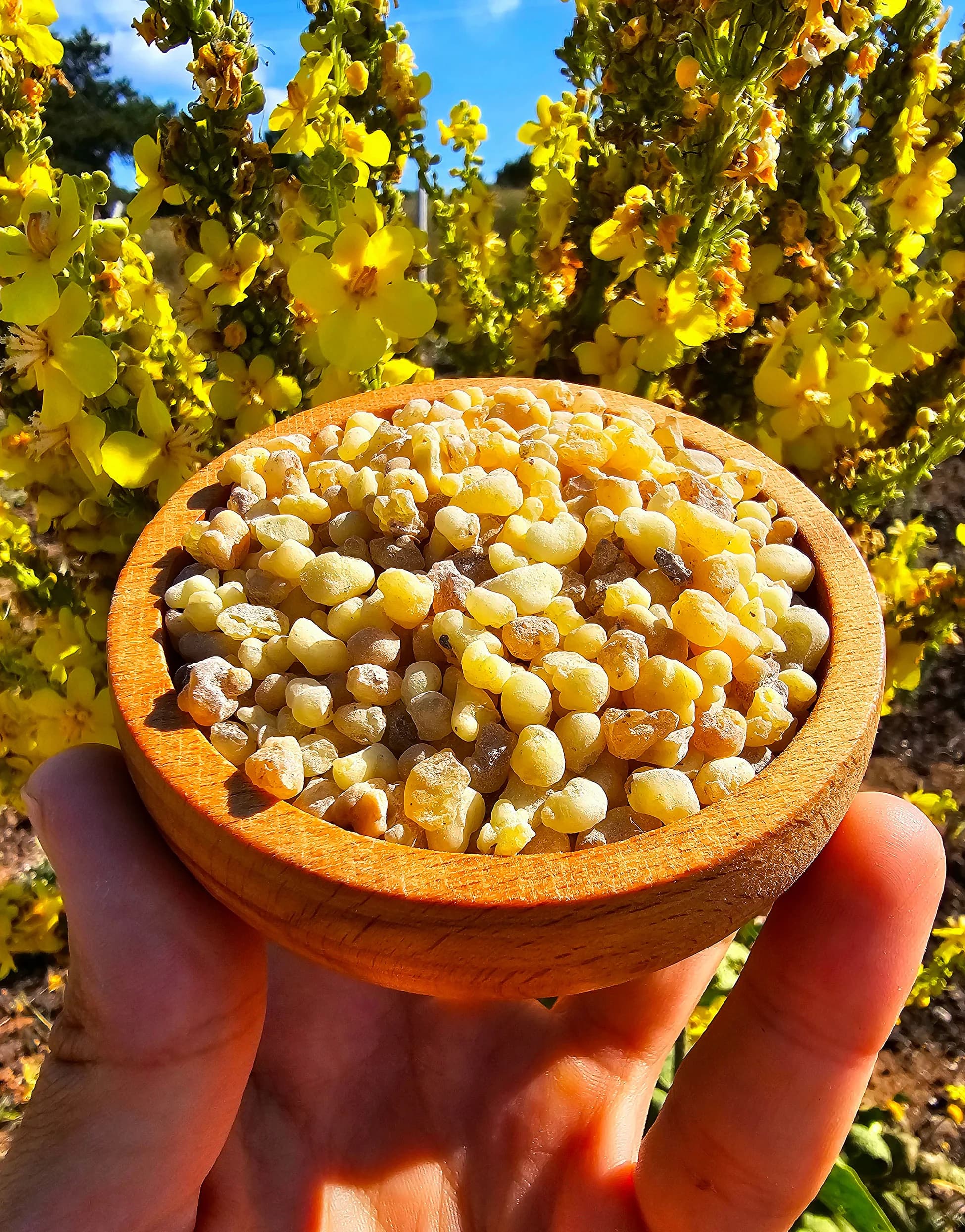 Lüks Akgünlük Sakızı (Sezonluk Hasat)