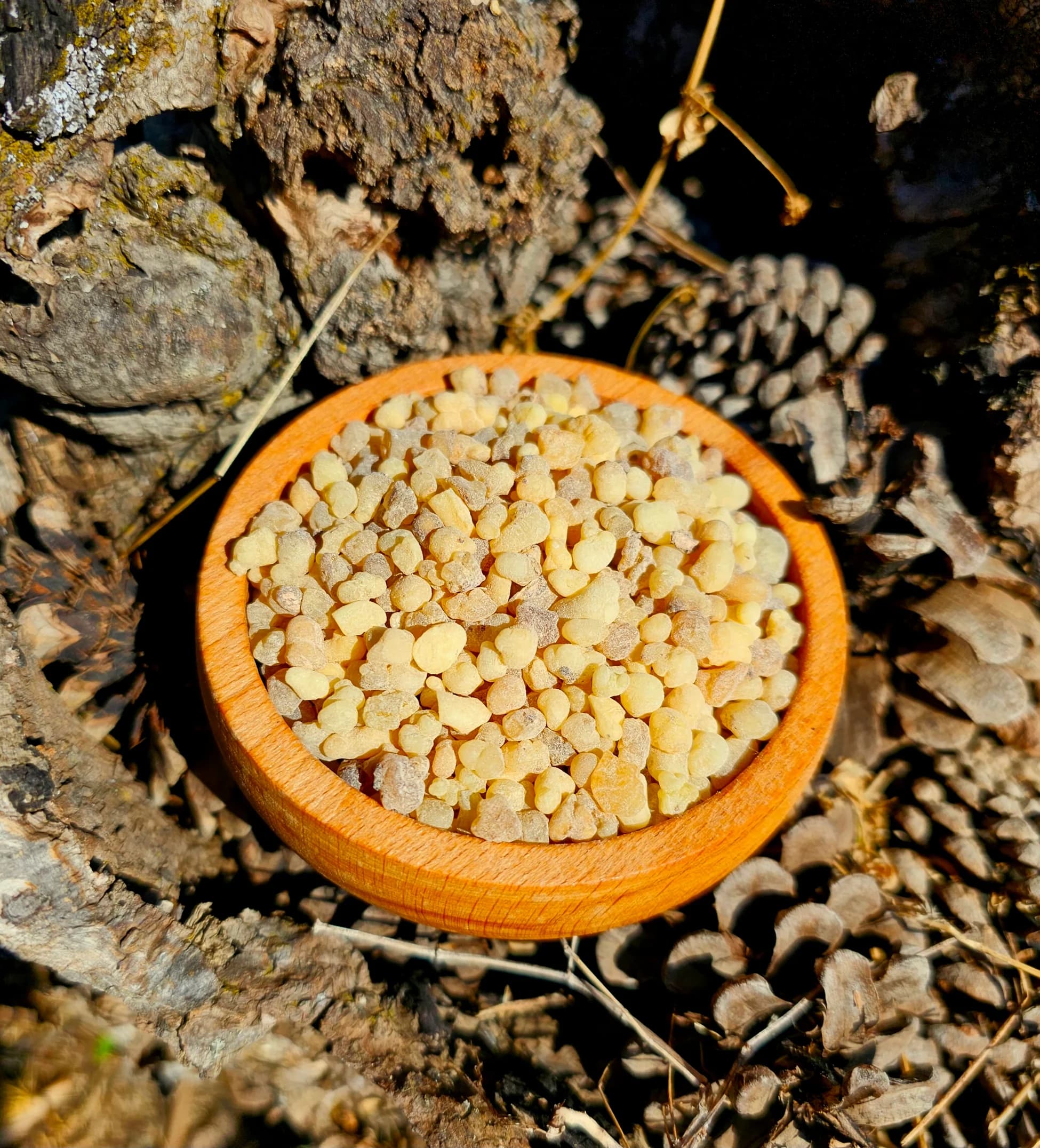 Lüks Akgünlük Sakızı (Sezonluk Hasat)