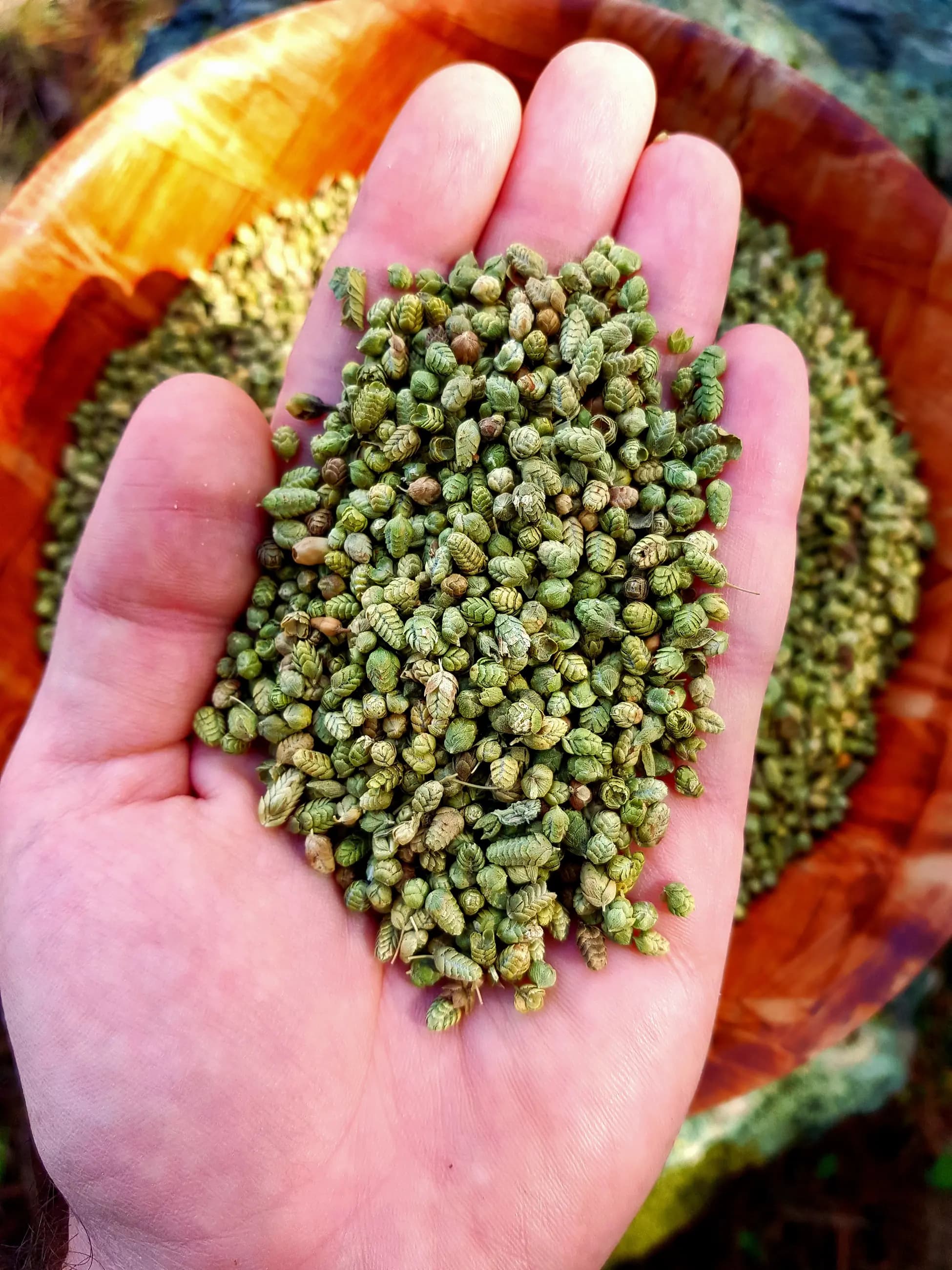 Yayla Bilye Kekik