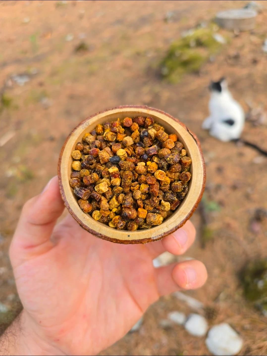 PERGA (Arı Ekmeği)