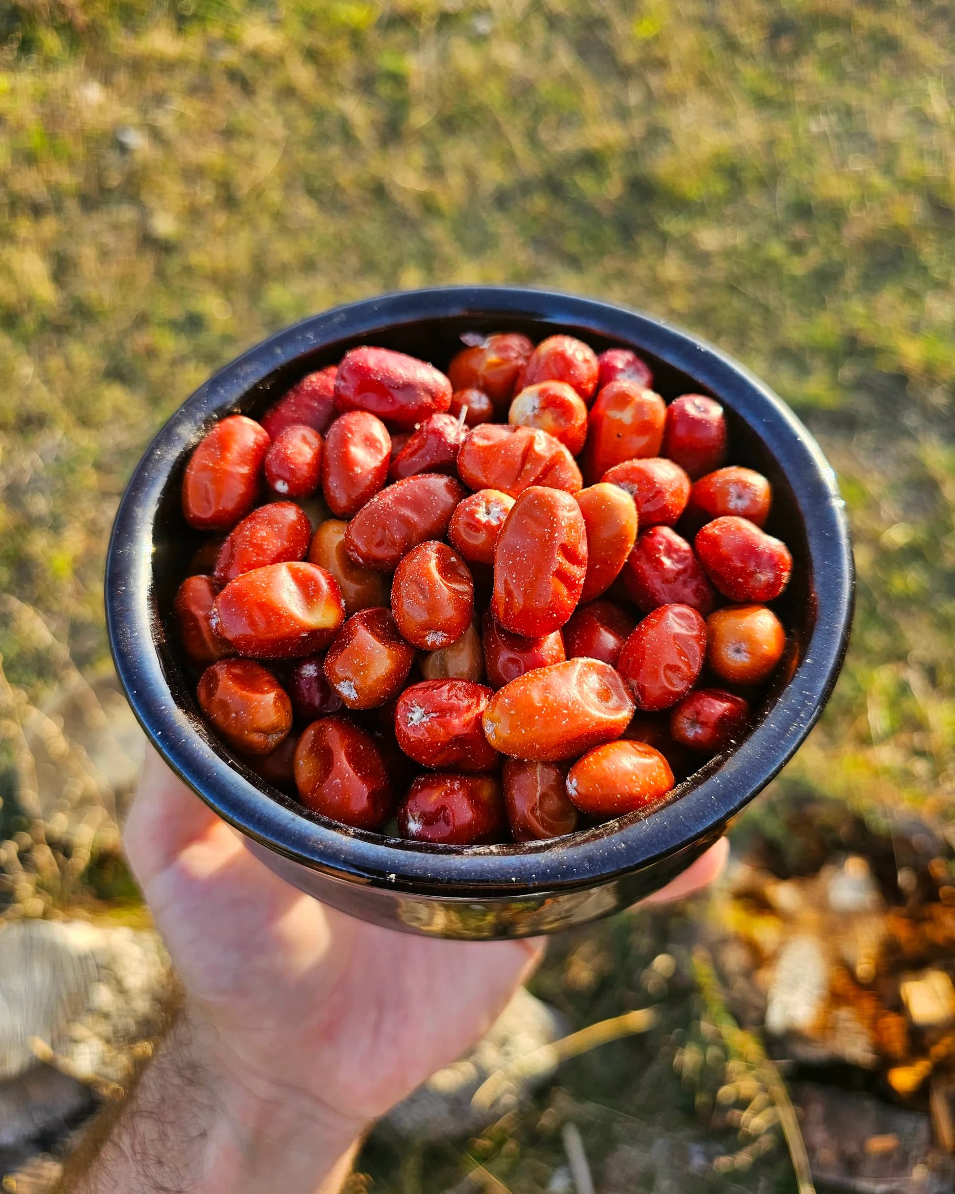 Yabani İğde Çekirdeği Tozu