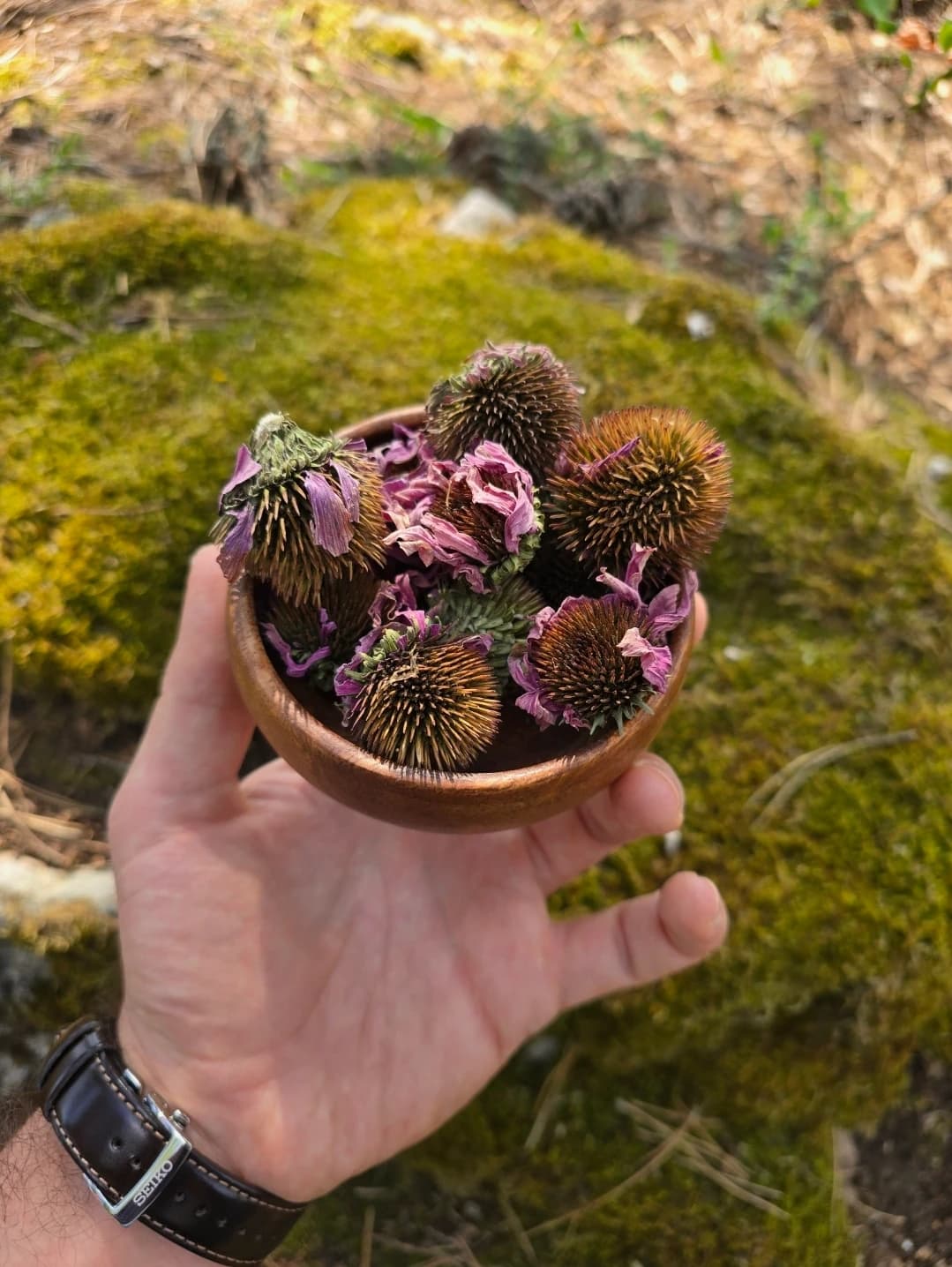 Yayla Ekinezya Çiçeği