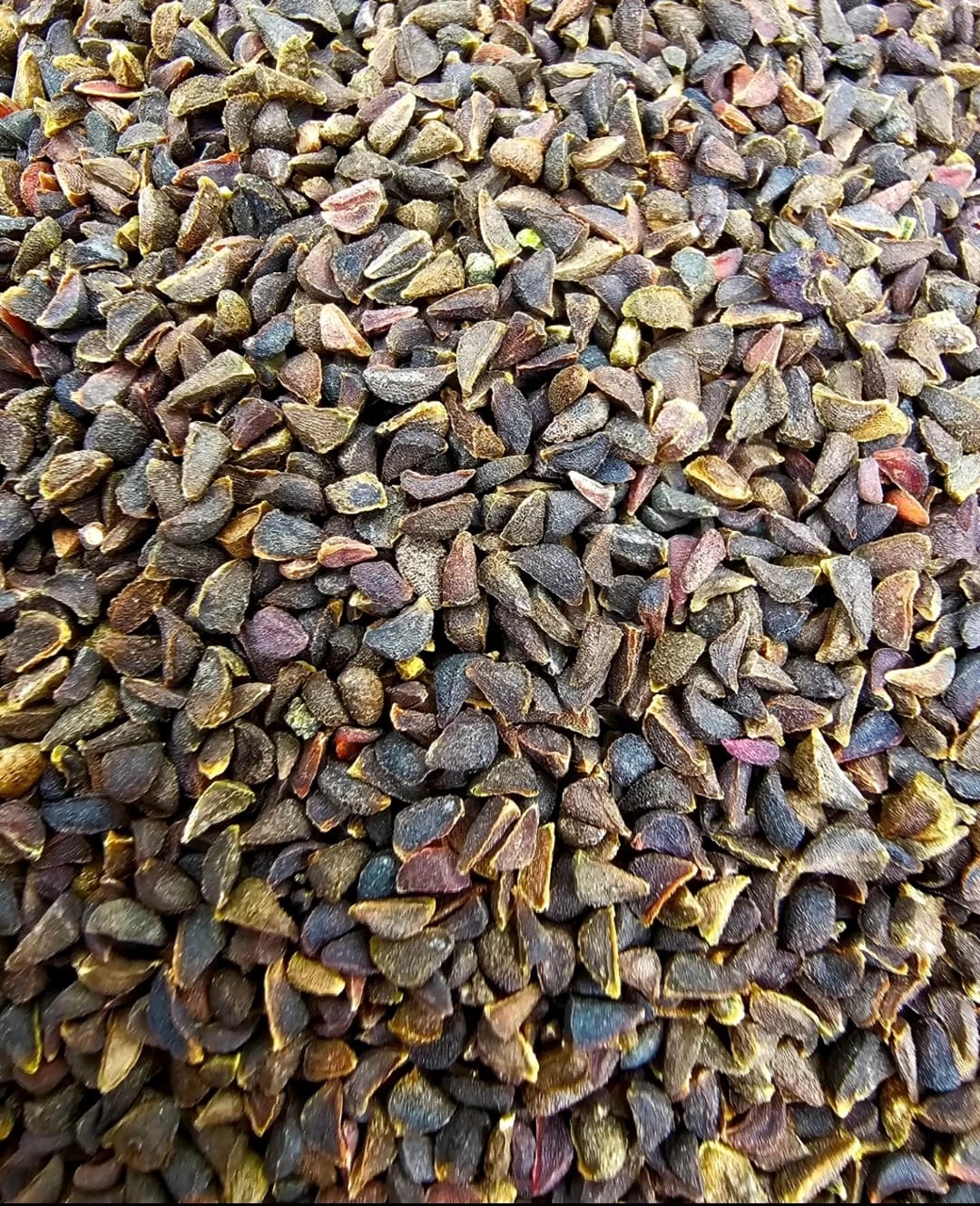 Yerli Üzerlik Tohumu