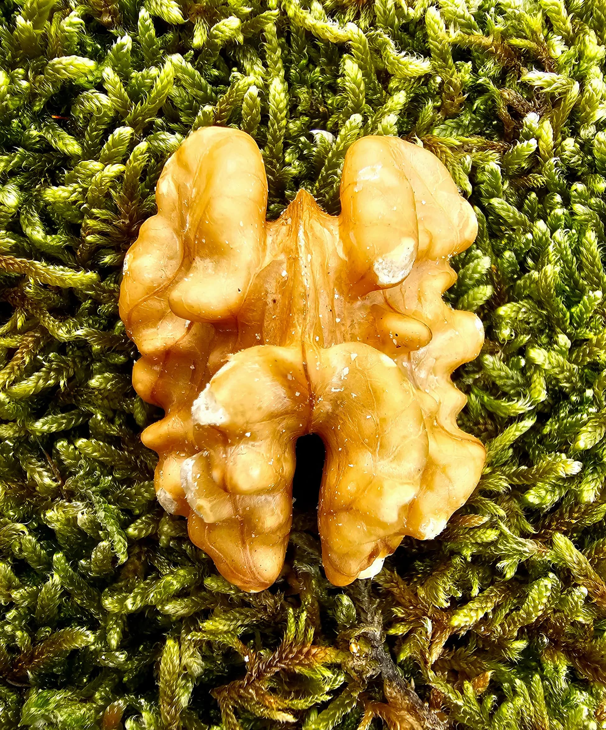 Acı Ceviz Yağı (Yabani Anadolu Cevizi)